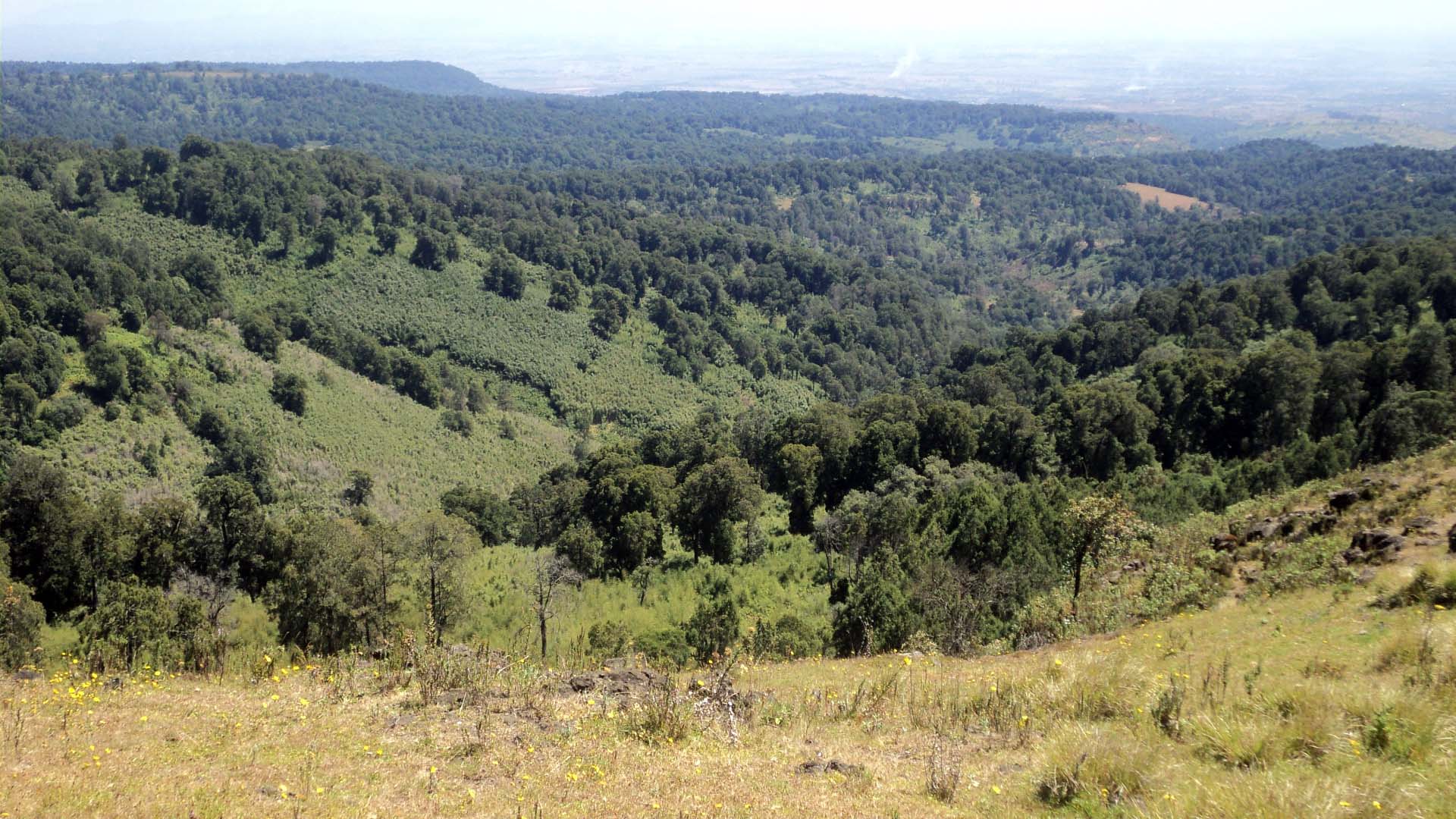Forest