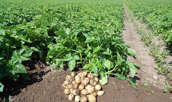 Potatos