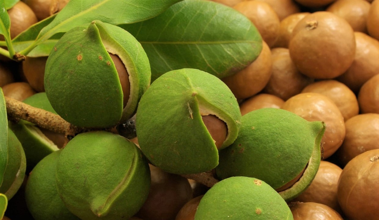 Photo. Raw macadamia.