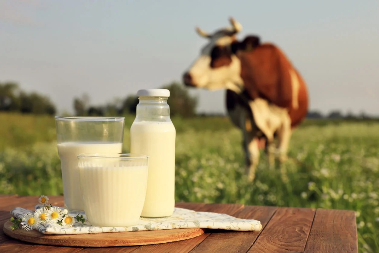 what-makes-single-source-milk-different-from-blended-milk