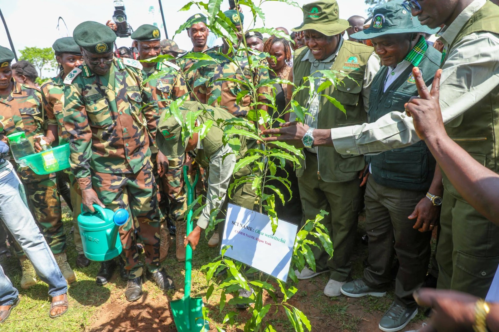 Environment, Climate Change and Forestry CS Dr. Deborah Barasa plants an indigenous tree seedling at Lwaningu forest block in the Kakamega forest during the marking of World Rainforest Day.