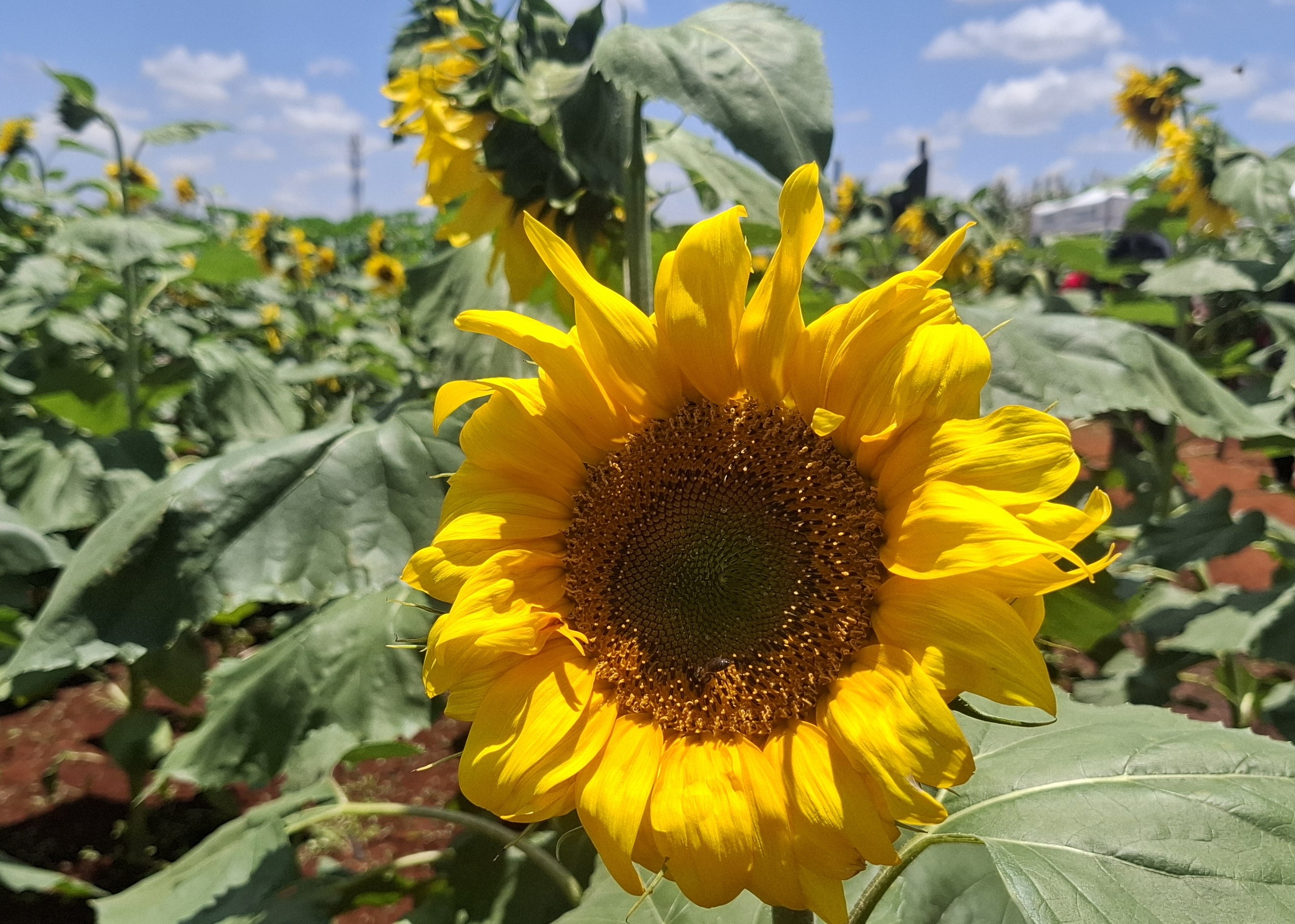 Sunflower and soybean seeds, government promoting production of edible oil crops