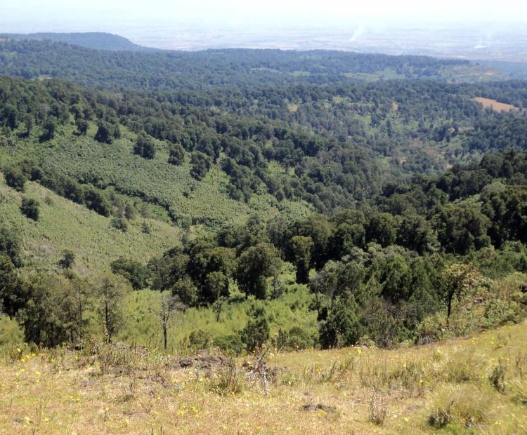 Forest