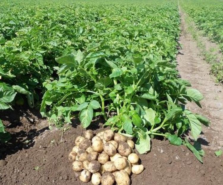 Potatos