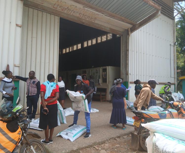 Farmers collect subsidized fertilizer at the NCPB Hamisi Depot entrance, with some loading bags onto motorcycles for transportation to their farms in Vihiga and Nandi counties.