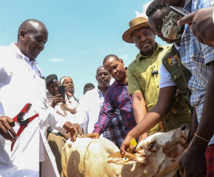 Agriculture and Livestock Cabinet Secretary Mutahi Kagwe (second right) with livestock farmers in Karawa village, Tarasaa Sub-County in Tana River, during the official launch of the ANITRAC system. 